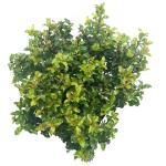 Ilex meserv. Little Rascal