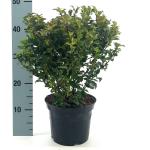 Ilex meserv. Little Rascal