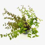 Kolkwitzia amabilis