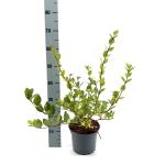 Lonicera fragrantissima