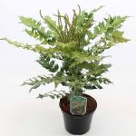 Mahonia media 'Winter Sun'