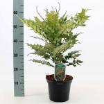 Mahonia media 'Winter Sun'