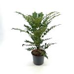 Mahonia media 'Winter Sun'