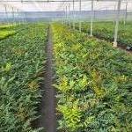 Mahonia media 'Winter Sun'