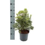 Pieris jap. 'Little Heath'
