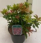 Pieris jap. 'Mountain Fire'