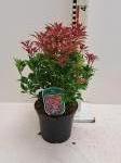 Pieris jap. 'Mountain Fire'