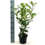 Prunus l. Genolia