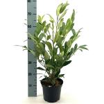 Prunus l. 'Herbergii'