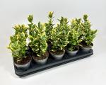 Euonymus jap. Marieke