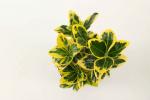 Euonymus jap. Marieke