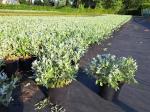 Salix helvetica