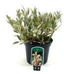 Salix helvetica