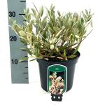 Salix helvetica
