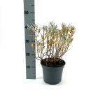Salix helvetica