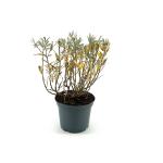 Salix helvetica