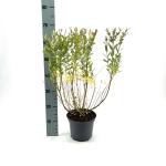 Salix integra 'Hakuro-nishiki'