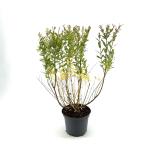 Salix integra 'Hakuro-nishiki'