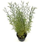 Salix purpurea 'Nana'