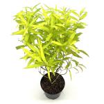 Salix udensis 'Golden Sunshine'