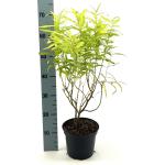 Salix udensis 'Golden Sunshine'