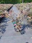 Sambucus nigra Black Lace
