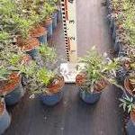 Sambucus nigra Black Lace