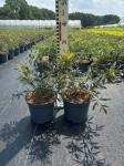 Sambucus nigra Black Lace