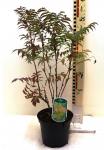 Sorbaria sorbif. 'Sem'