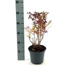 Sorbaria sorbif. 'Sem'