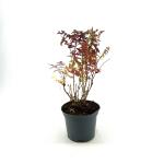 Sorbaria sorbif. 'Sem'