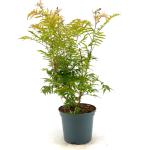 Sorbaria sorbif. 'Sem'