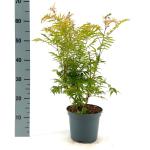 Sorbaria sorbif. 'Sem'