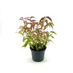 Stachyurus chin. 'Joy Forever'