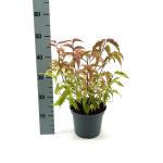 Stachyurus chin. 'Joy Forever'