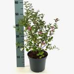 Symphoricarpos Magical Candy