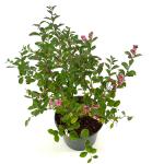 Symphoricarpos Magical Candy