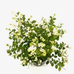 Symphoricarpos Magical Galaxy