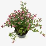 Symphoricarpos Magical Sweet
