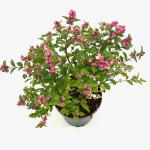 Symphoricarpos Magical Temptation