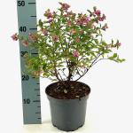 Symphoricarpos Magical Temptation