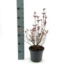 Syringa meyeri 'Palibin'
