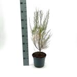 Tamarix parviflora