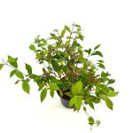 Viburnum plic. 'Watanabe'