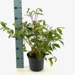Viburnum plic. 'Watanabe'