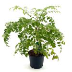 Aralia elata