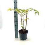 Aralia elata