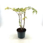 Aralia elata