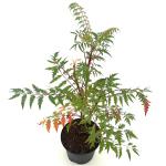 Rhus glabra 'Laciniata'