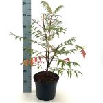 Rhus glabra 'Laciniata'